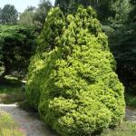 Chamaecyparis lawsoniana Minima Aurea 1