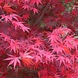 Herfst