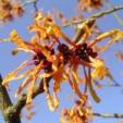 Hamamelis