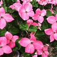 Lente